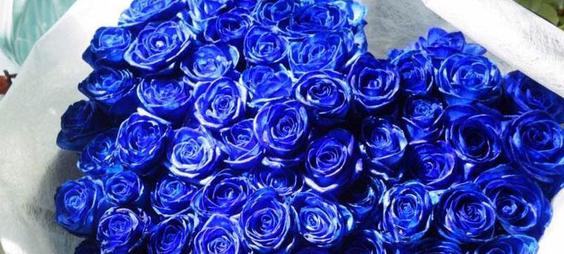 蓝色妖姬花语大全——探寻花朵背后的深意（美丽妖娆的蓝色花卉，传递着怎样的情感？）