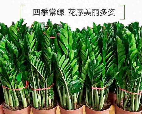 金钱树怎么养好（金钱树养殖方法讲解）