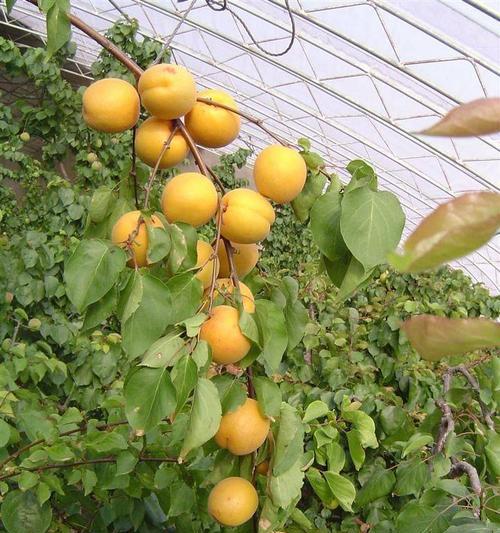 杏树种子怎样种能发芽（关于杏树的栽培技巧）