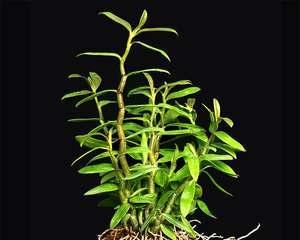 石斛怎么种植方法（详解石斛的栽培技术）