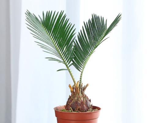 苏铁是什么植物类群