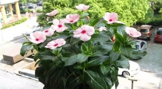 夏天适合养什么花（夏天十种最美的花）