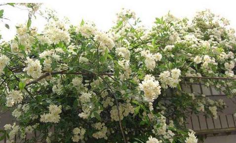 木香花几月份栽种（木香花种植方法和时间）