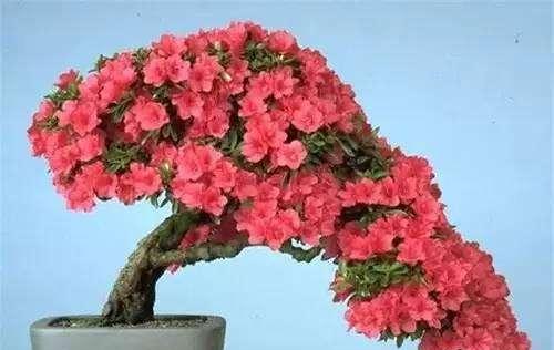 杜鹃花的养殖方法和注意事项盆栽（养杜鹃花的技巧分享）