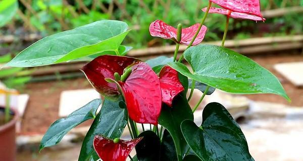 花卉红掌的养殖方法和注意事项（花卉红掌的养护技巧）