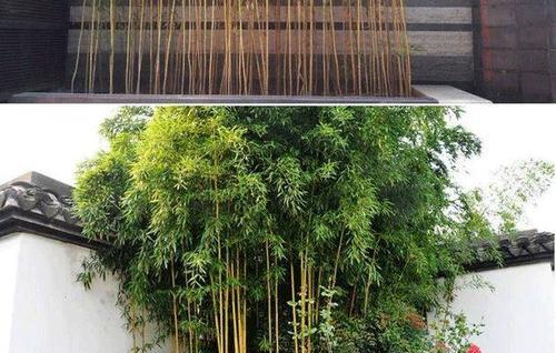 最适合庭院种植的竹子有哪些（五种适合庭院种植的竹子介绍）