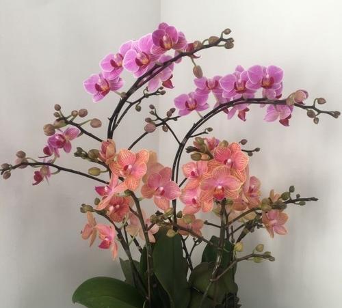 蝴蝶兰怎么养才能更旺盛（蝴蝶兰最简单养法讲解）
