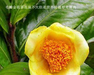金花茶怎么种植（金花茶种植方法和技巧）