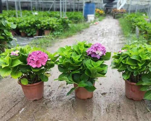 八仙花怎么养才开花（八仙花的养护与管理）