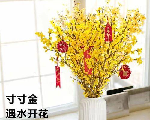 花开富贵怎么养（分享养好富贵竹的小窍门）