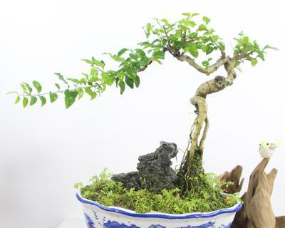 龟甲冬青盆景怎样养殖（龟甲冬青盆景养殖方法和注意事项）