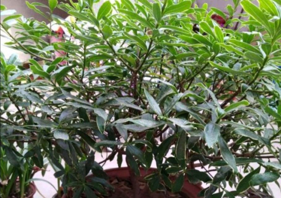 金边瑞香一年开几次花（金边瑞香的养护知识）