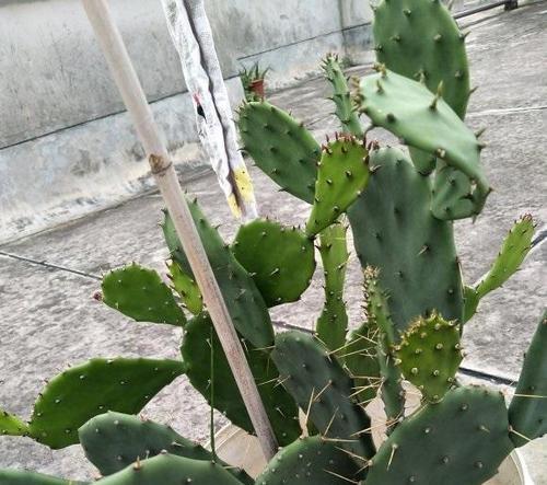 仙人掌的特点有哪些（了解仙人掌的养护要点）