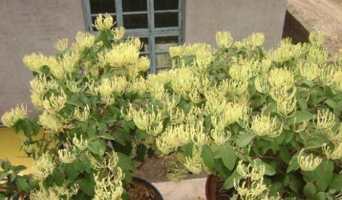 怎么种植金银花（金银花种植条件和方法）
