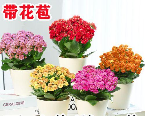 室内花卉好养的有哪些（盘点六种适合家养的花）