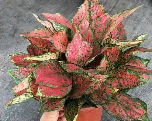 室内花卉好养的有哪些（盘点六种适合家养的花）