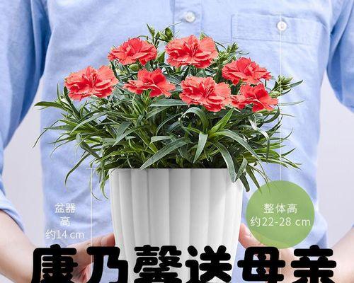 室内花卉好养的有哪些（盘点六种适合家养的花）