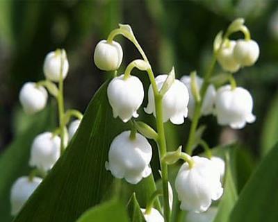 铃兰怎么种植和养护（铃兰的种植方法及养护）