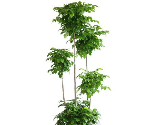 绿宝树好养吗（花卉绿宝树的养护知识）