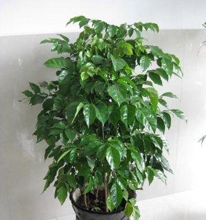 绿宝树好养吗（花卉绿宝树的养护知识）