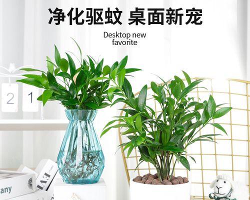 怎么才能养好富贵竹盆栽（水养富贵竹养护小窍门）