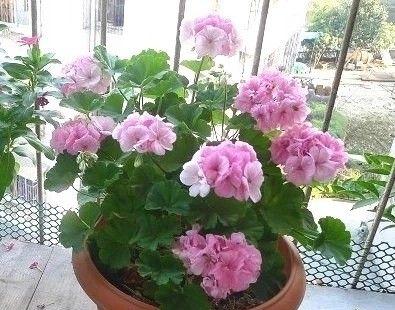 大花天竺葵的养殖方法和技术（栽培天竺葵的诀窍）