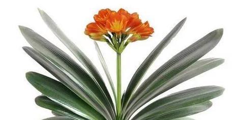 君子兰不开花怎么办才能让它开花（分享让君子兰快速开花技巧）