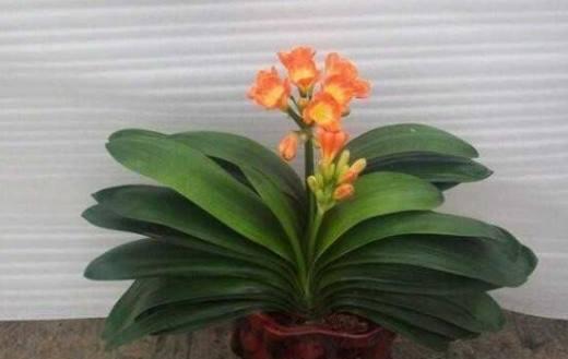 君子兰不开花怎么办才能让它开花（分享让君子兰快速开花技巧）