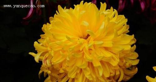 菊花的特点是什么（菊花具有多年生草本特性）