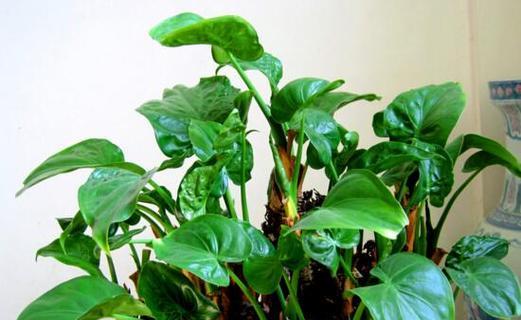 滴水观音植物有毒吗