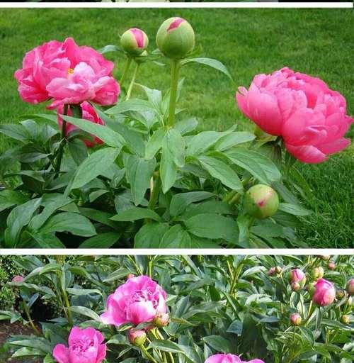 芍药品种介绍及图片（有关芍药品种分类）