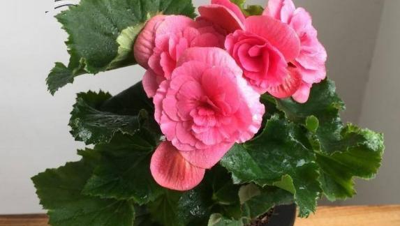 海棠花怎么养才能更旺盛（海棠花养护的正确方法）