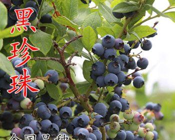树莓怎么种植（树莓的种植方法和技术）