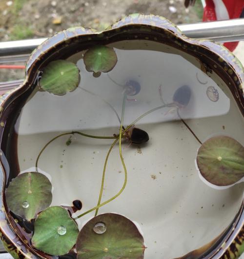 碗莲发芽后怎么养护（盆栽碗莲的栽培技术）
