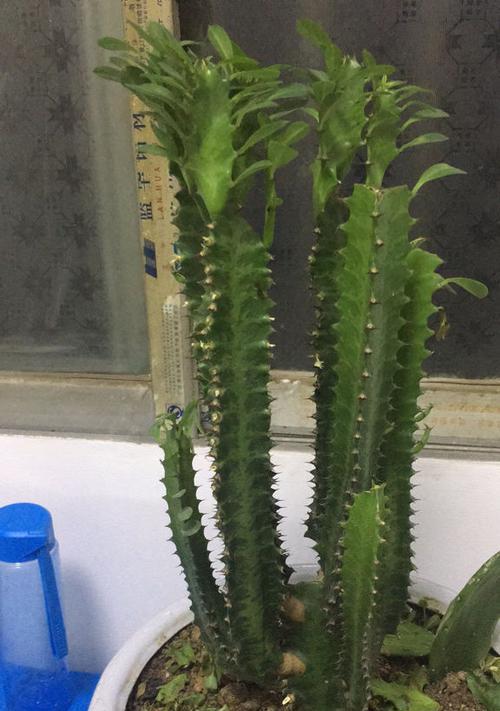 龙骨花怎么修剪好看（龙骨花的修剪方法图解）