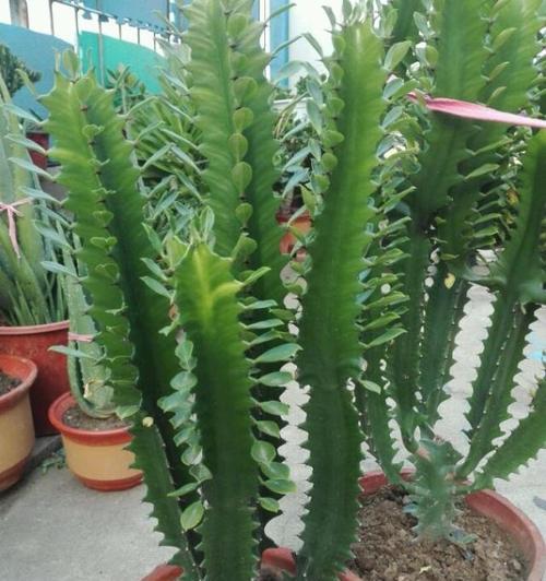 龙骨花怎么修剪好看（龙骨花的修剪方法图解）