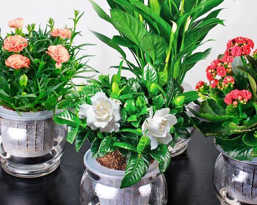 栀子花可以水培吗（水培栀子花养护要点）