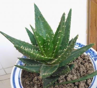 芦荟花怎么养才茂盛（芦荟养殖方法和浇水）
