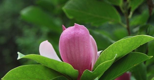 玉兰花什么时候开（有关玉兰花的开花季节）