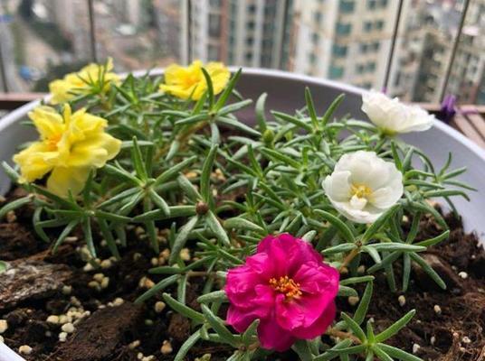 向日葵每天几点钟开花（观赏向日葵花期简介）