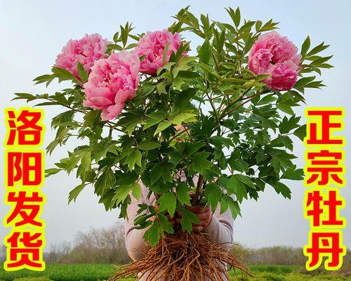 人参果树苗怎么种植（人参果种植方法与管理）
