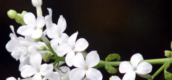 丁香花的花语与含义（探寻丁香花的花语）