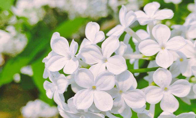 丁香花的花语与含义（探寻丁香花的花语）