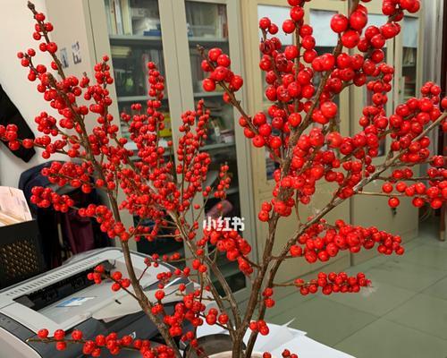 冬青开花预示着美好的未来（一朵花的神奇预兆）