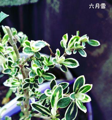 冬青树开花的神秘之谜（以冬青树开花寓意不好的真相揭秘）