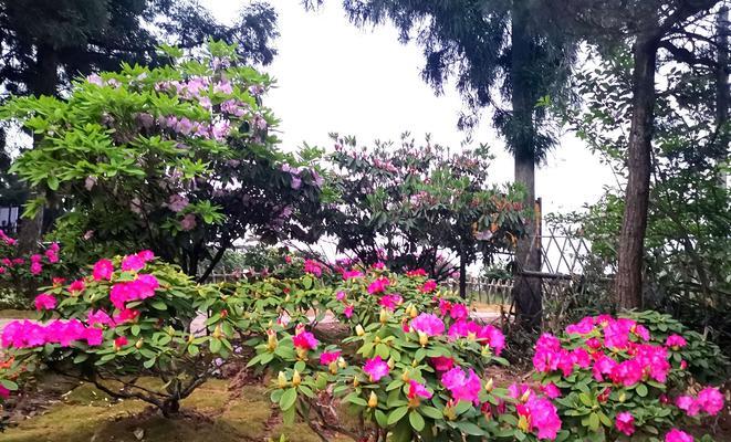 杜鹃花的花语与象征意义（揭示杜鹃花背后的15个花语之谜）
