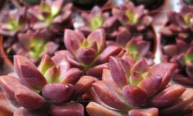 多肉花语与代表意义解析（探寻多肉植物的神秘语言）
