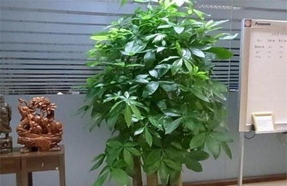 发财树花语（揭秘发财树花语的寓意）