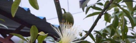 发财树花语（揭秘发财树花语的寓意）
