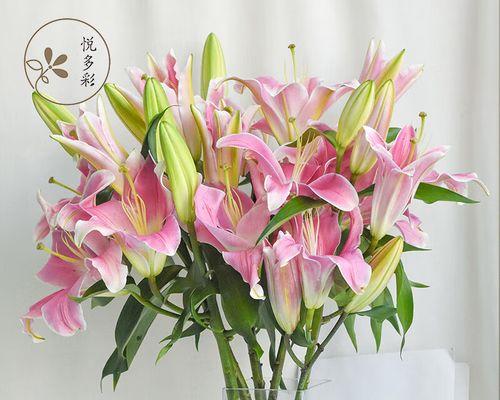 粉色百合花的象征意义（探寻粉色百合花在文化中的独特寓意）
